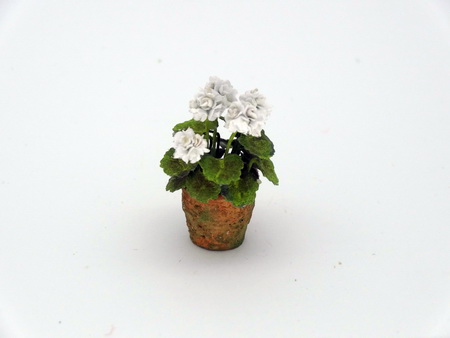 White Geranium (image for) White Geranium